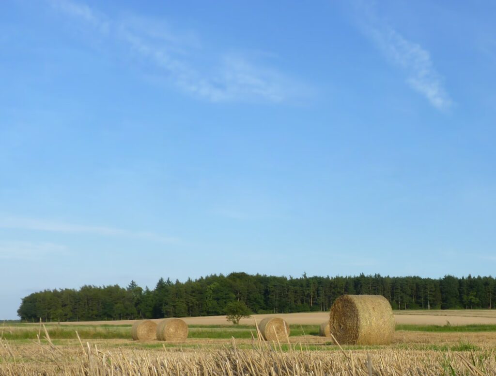 Bioenergy with Carbon Capture and Storage