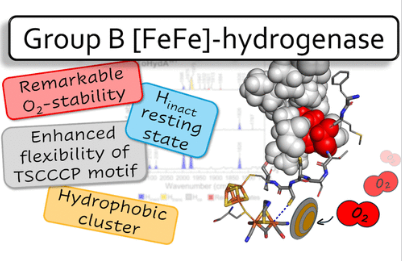 Protein Dynamics Affect O2-Stability of Group B [FeFe]-Hydrogenase from Thermosediminibacter oceani