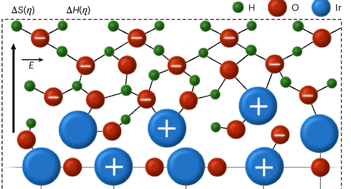 Interfacial solvation pre-organizes the transition state of the oxygen evolution reaction